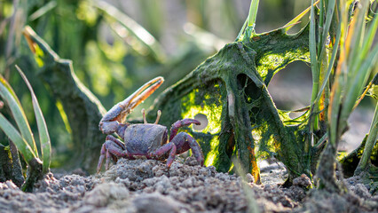 Fiddler crab or sand crab moving on the beach