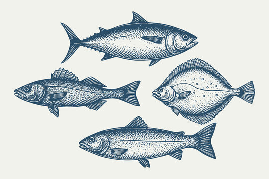 Sea fish engraving set, vintage seafood style, vector illustration