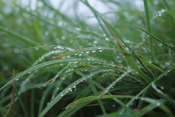 Radiant Dewdrops on Lush Green Grass Blades: A Close-Up of Nature's Serenity