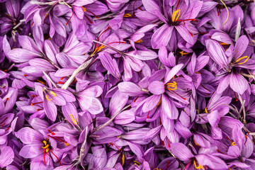 Natural background of saffron flowers in full bloom