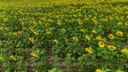 Field of sunflowers bending toward the ground in late summer near a rural area