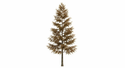 Isolated Dried Coniferous Tree Autumn Nature