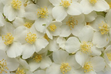 Beautiful jasmine flowers as background, top view