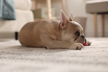 Adorable French bulldog dog lying on floor indoors, closeup