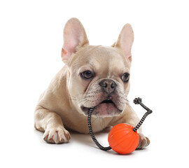 Adorable French bulldog dog with pet toy on white background