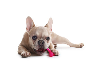 Fototapeta premium Adorable French bulldog dog with pet toy on white background