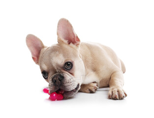 Adorable French bulldog dog with pet toy on white background