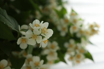 Beautiful jasmine flowers indoors, closeup. Space for text