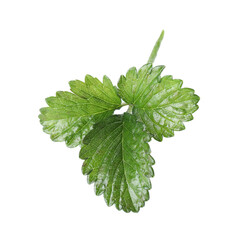Sprig with green strawberry leaves isolated on white
