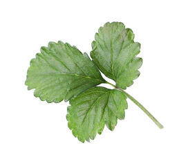 Sprig with green wild strawberry leaves isolated on white, above view
