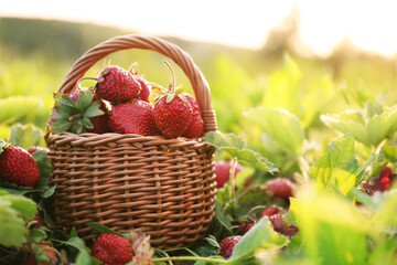 Fresh red strawberries in wicker basket outdoors