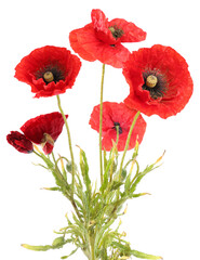 Obraz premium Bright red poppy flowers on white background. Meadow plant