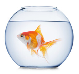 Bright goldfish in round aquarium on white background