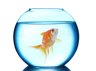 Bright goldfish swimming in round aquarium with clean water against white background
