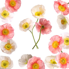 Beautiful poppy flowers on white background, collage. Meadow plant
