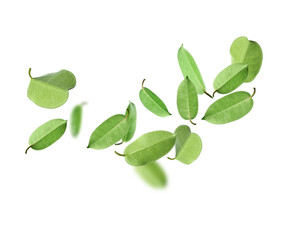 Fresh green leaves flying on white background