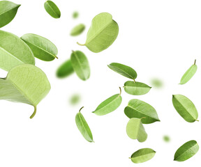 Fresh green leaves flying on white background