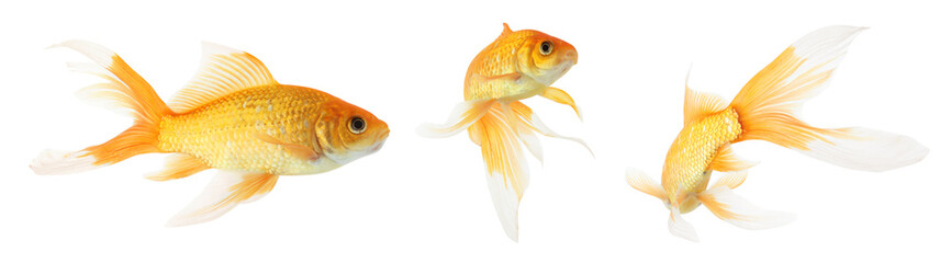Beautiful bright goldfish on white background, collage