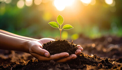 Seedling in Hand: A close-up captures a pair of hands tenderly cradling a seedling emerging from soil, with sunlight creating a vibrant, hopeful image of new life.