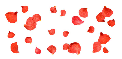 Red hibiscus petals falling on white background