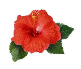 Beautiful red hibiscus flower with green leaves on white background