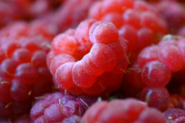 close up of fresh harvested organic raspberries