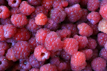 close up of fresh harvested organic raspberries