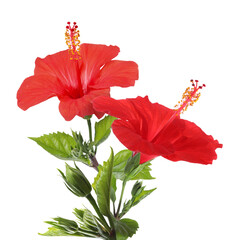Beautiful red hibiscus flowers with green leaves on white background