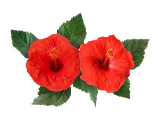 Beautiful red hibiscus flowers with green leaves on white background
