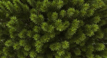 Dense texture of vibrant green pine needles for seamless nature background and design
