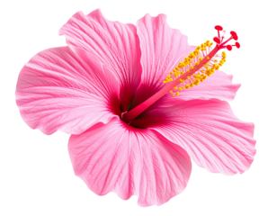 Simple Pink Hibiscus Side View Illustration with Flat Petals and Thin Outline, Transparent PNG