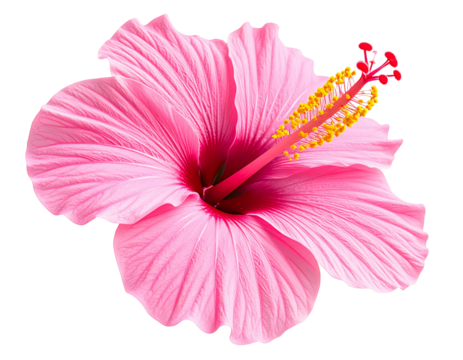 Simple Pink Hibiscus Side View Illustration with Flat Petals and Thin Outline, Transparent PNG