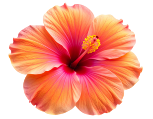 Tropical Flat Hibiscus with Dual-Tone Gradient Petals, Stylized Clean PNG Illustration