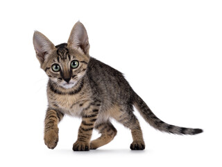 Obraz premium Gorgeous black tabby spotted cat kitten, walking towards lens. Looking towards camera with mesmerizing green eyes. Isolated on a white background.