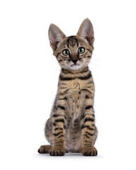 Fototapeta premium Gorgeous black tabby spotted cat kitten, standing up facing front. Looking towards camera with mesmerizing green eyes. Isolated on a white background.