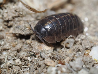El Armadillidium vulgare es un crustáceo terrestre, no un insecto. Conocido como 
