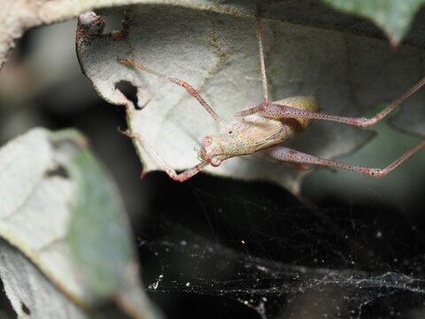 La Phaneroptera nana es un saltamontes verde meridional que se encuentra en Europa, el norte de &Aacute;frica y Asia. Las hembras poseen un ovipositor en forma de hoz. Miden hasta 18 mm.
