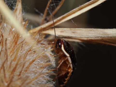 La Drymaplaneta semivitta es una cucaracha australiana, sin alas. Vive en exteriores, bajo troncos o en hojarasca. Se alimenta de materia org&aacute;nica en descomposici&oacute;n.
