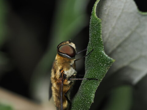La Dipalta serpentina es una mosca de la familia Bombyliidae. Se encuentra en Norteam&eacute;rica, M&eacute;xico y Guatemala. Es un parasitoide de las pupas de los leones de las hormigas.
