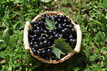Fresh ripe black currant with leaves in a small basket. Gardening, harvest, healthy food concept