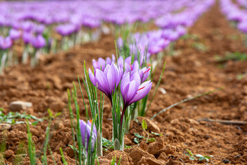 Beautiful saffron field in bloom