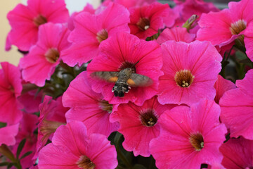 Hummingbird hawk-moth (Macroglossum stellatarum) in flight, feeding on nectar from petunia flower