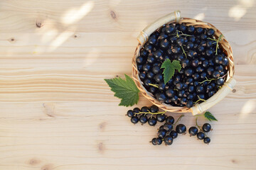 Fresh ripe black currant with leaves in a small basket, wooden background, copy space for text. Gardening, harvest, healthy food concept