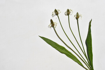 Flowering ribwort plantain (Plantago lanceolata) with leaves on a white background, copy space for...