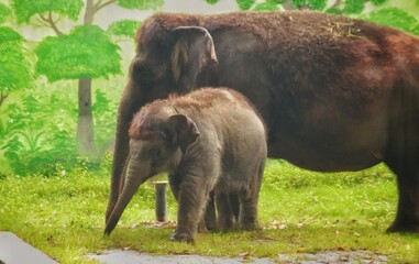 cute baby elephant playing with its mother in the cage, cute baby elephant in the zoo