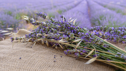 Bouquet of lavender in full bloom