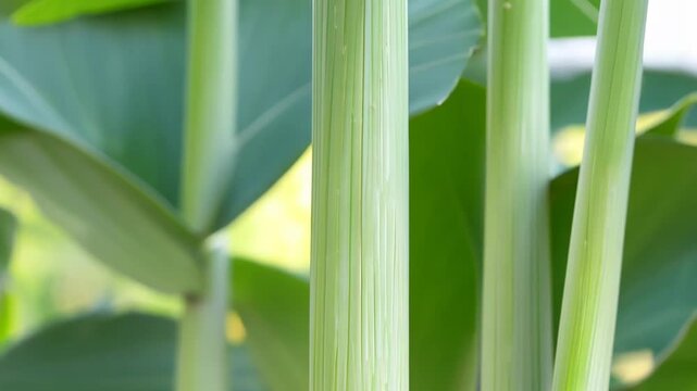 Lush leeks stand tall in rich soil, thriving under warm sunlight in a home garden, showcasing the beauty of urban farming and fresh produce cultivation.