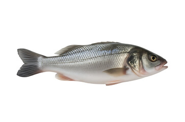 Obraz premium fish on white background