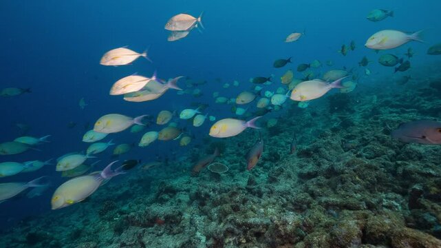 A large school of Surgeonfish swim along a deep coral reef as a Black tip Reef Shark swims through frame at Nikumaroro atoll, Kiribati