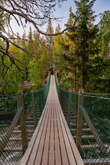 wooden bridge in the forest